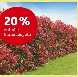 Pflanzen Kölle 20% rabatt Angebot