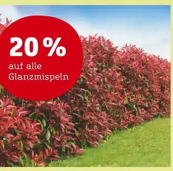 Pflanzen Kölle 20% rabatt Angebot