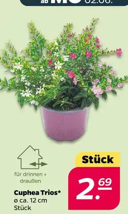 NETTO Cuphea trios Angebot