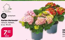 NETTO Garten-hortensie Angebot