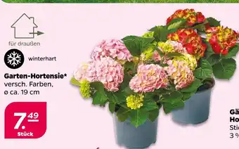 NETTO Garten-hortensie Angebot
