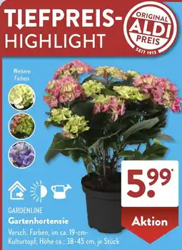 Aldi Süd GARDENLINE Gartenhortensie Angebot