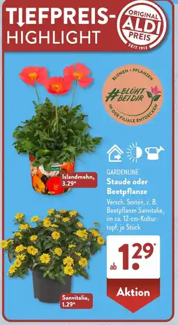 Aldi Süd GARDENLINE Staude oder Beetpflanze Angebot