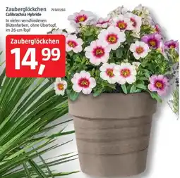 Bauhaus Zauberglöckchen 79149356 Calibrachoa Hybride Angebot