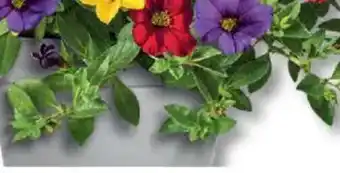 Bauhaus Pflanztopf Calima Angebot