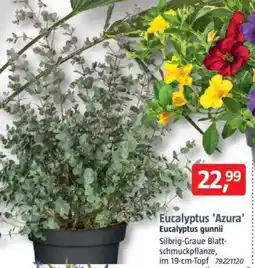 Bauhaus Eucalyptus 'Azura' Eucalyptus gunnii Angebot