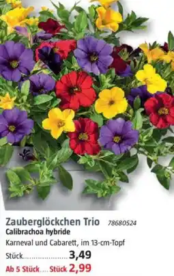 Bauhaus Zauberglöckchen Trio Calibrachoa hybride Angebot
