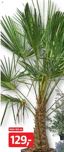 Bauhaus Chinesische Hanfpalme Trachycarpus fortunei Angebot