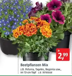 Bauhaus Beetpflanzen Mix Angebot