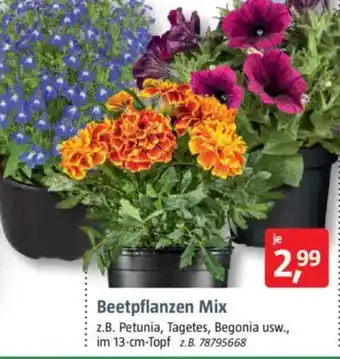 Bauhaus Beetpflanzen Mix Angebot