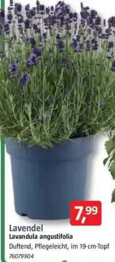 Bauhaus Piardino Lavendel Lavandula angustifolia Angebot