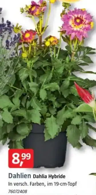 Bauhaus Piardino Dahlien Dahlia Hybride Angebot