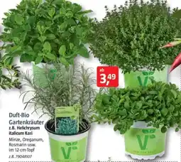 Bauhaus Duft-Bio Gartenkräuter z.B. Helichrysum italicum Kari Angebot