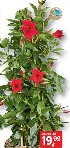 Bauhaus Dipladenia Pyramide Angebot
