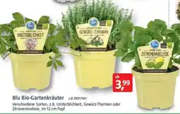 Bauhaus Blu Bio-Gartenkräuter Angebot