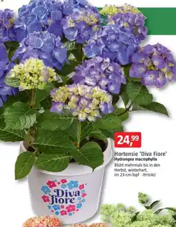 Bauhaus Hortensie 'Diva Fiore' Hydrangea macrophylla Angebot