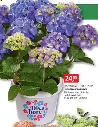 Bauhaus Hortensie 'Diva Fiore' Hydrangea macrophylla Angebot