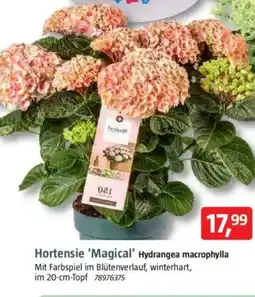 Bauhaus Hortensie 'Magical' Hydrangea macrophylla Angebot