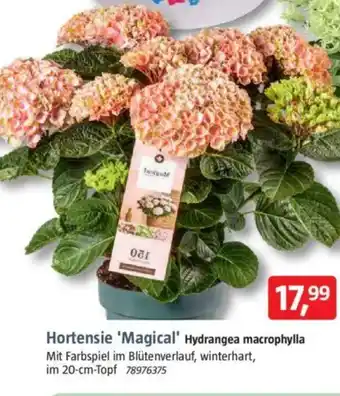 Bauhaus Hortensie 'Magical' Hydrangea macrophylla Angebot