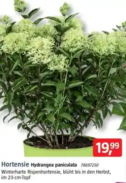Bauhaus Hortensie Hydrangea paniculata Angebot