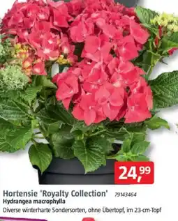 Bauhaus Hortensie 'Royalty Collection Angebot