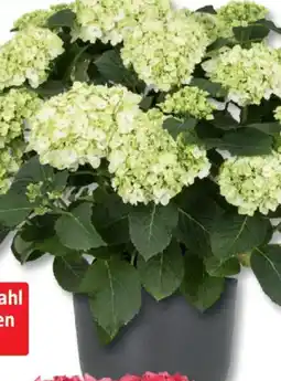 Bauhaus Hortensien- busch 'Solitär' Hydrangea macrophylla Angebot