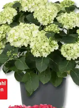 Bauhaus Pflanztopf 'Havana Natural Angebot