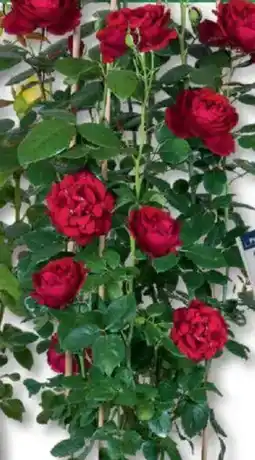Bauhaus Edelrose am Doppelbogen Angebot