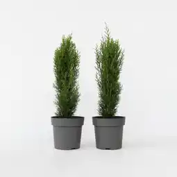 Netto Marken-Discount Plant in a Box - Toskanische Zypresse - 2 Stk - Cupressus 'Totem' - Höhe 60-80cm - Topf 19cm Angebot