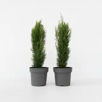 Netto Marken-Discount Plant in a Box - Toskanische Zypresse - 2 Stk - Cupressus 'Totem' - Höhe 60-80cm - Topf 19cm Angebot