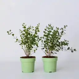 Netto Marken-Discount Plant in a Box - Eukalyptus - 2 Stk - Eucalyptus 'Botanic Hearts' - Höhe 35-45cm - Topf 15cm Angebot