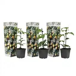 Netto Marken-Discount Plant in a Box - Passionsblume - 3 Stk - Passiflora edulis 'Frederick' - Höhe 25-40cm - Topf 9cm Angebot