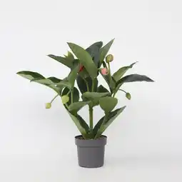 Netto Marken-Discount Plant in a Box - Rosenmedinilla - Medinilla magnifica - Höhe 55-60cm - Topf 17cm Angebot