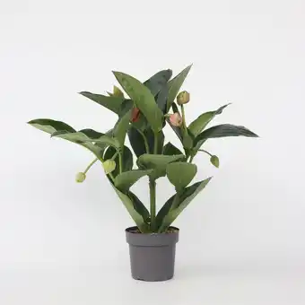 Netto Marken-Discount Plant in a Box - Rosenmedinilla - Medinilla magnifica - Höhe 55-60cm - Topf 17cm Angebot