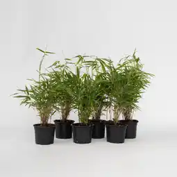 Netto Marken-Discount Plant in a Box - Bambus - 6 Stk - Fargesia rufa - Höhe 25-40cm - Topf 13cm Angebot