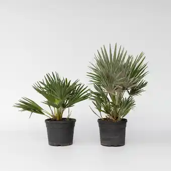 Netto Marken-Discount Plant in a Box - Vulkan Zwergpalme - 2 Stk - Chamaerops 'Vulcano' - Höhe 35-45cm - Topf 19cm Angebot