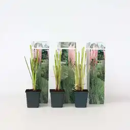 Netto Marken-Discount Plant in a Box - Pampasgräser - 3 Stk - Cortaderia selloana - Höhe 25-40cm - Topf 9cm Angebot