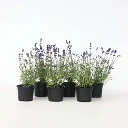 Netto Marken-Discount Plant in a Box - Lavendelpflanzen - 6 Stk - Lavandula angustifolia - Höhe 10-15cm - Topf 11cm Angebot