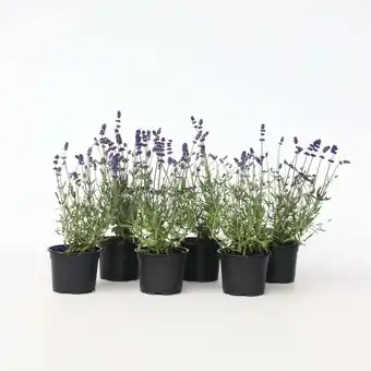 Netto Marken-Discount Plant in a Box - Lavendelpflanzen - 6 Stk - Lavandula angustifolia - Höhe 10-15cm - Topf 11cm Angebot