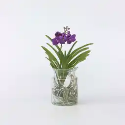 Netto Marken-Discount Plant in a Box - Vanda-Orchidee - Vanda 'Blue' - Höhe 40-50cm - Topf 14cm Angebot