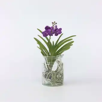 Netto Marken-Discount Plant in a Box - Vanda-Orchidee - Vanda 'Blue' - Höhe 40-50cm - Topf 14cm Angebot