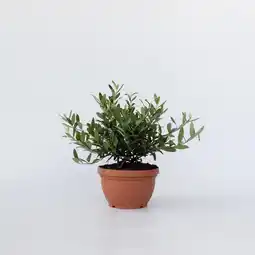 Netto Marken-Discount Plant in a Box - Olivenbaum - Olea europaea - Höhe 30-40cm - Topf 21cm Angebot