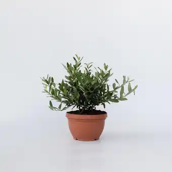 Netto Marken-Discount Plant in a Box - Olivenbaum - Olea europaea - Höhe 30-40cm - Topf 21cm Angebot