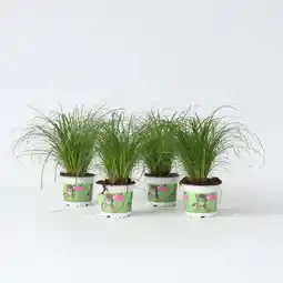 Netto Marken-Discount Plant in a Box - Zyperngras - 4er Set - Cyperus Katzengras - Höhe 30-40cm - Topf 12cm Angebot