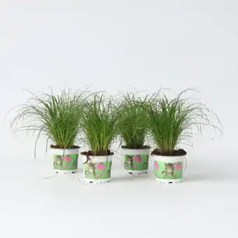 Netto Marken-Discount Plant in a Box - Zyperngras - 4er Set - Cyperus Katzengras - Höhe 30-40cm - Topf 12cm Angebot