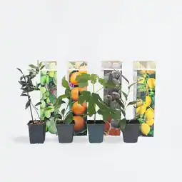 Netto Marken-Discount Plant in a Box - Mediterranen Obstbäumen - 4 Stk - Höhe 25-40cm - Topf 9cm Angebot