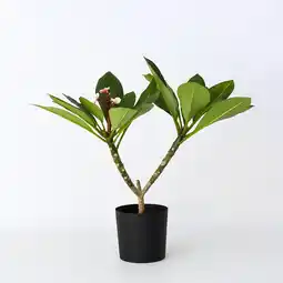 Netto Marken-Discount Plant in a Box - Hawaii-Palme - Plumeria rubra 'Rosa' - Höhe 55-70cm - Topf 17cm Angebot