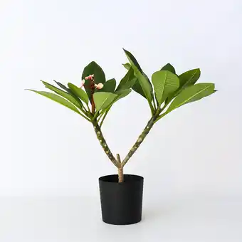 Netto Marken-Discount Plant in a Box - Hawaii-Palme - Plumeria rubra 'Rosa' - Höhe 55-70cm - Topf 17cm Angebot