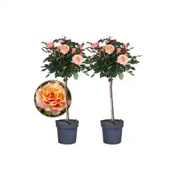 Netto Marken-Discount Plant in a Box - Stängelrosen - 2 Stk - Rosa palace 'Catherine' - Höhe 80-100cm - Topf 19cm Angebot