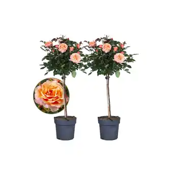 Netto Marken-Discount Plant in a Box - Stängelrosen - 2 Stk - Rosa palace 'Catherine' - Höhe 80-100cm - Topf 19cm Angebot